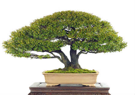 小叶紫檀的风水作用