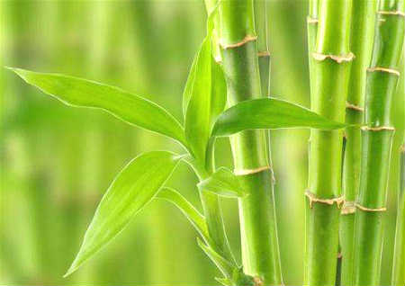 玄关摆什麽植物风水好