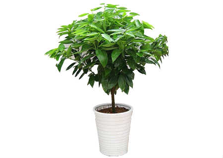 玄关摆什麽植物风水好