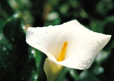 马蹄莲的风水作用 马蹄莲的风水作用