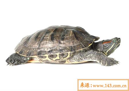 养宠物的风水讲究