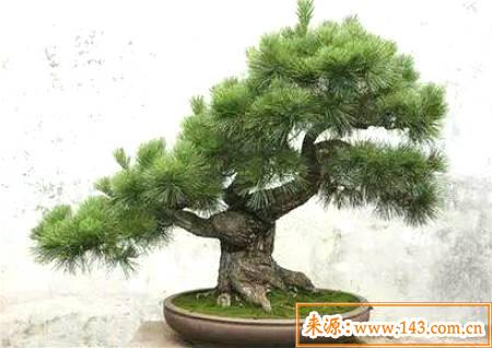 五种不祥物家中千万不能摆