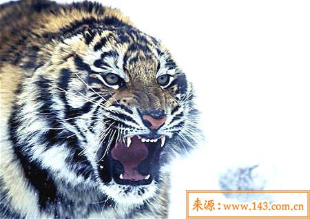 虎口煞是什麽、化解图片