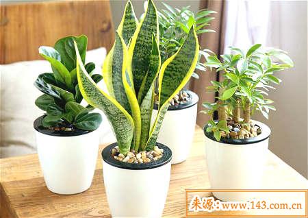 客厅摆放植物风水