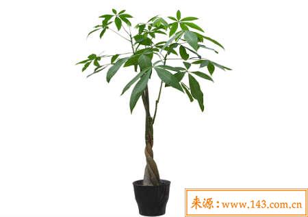 进门玄关摆什麽植物好