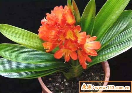 家居阳台风水植物