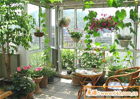 家居阳台风水植物