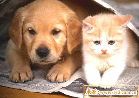 养宠物的风水讲究