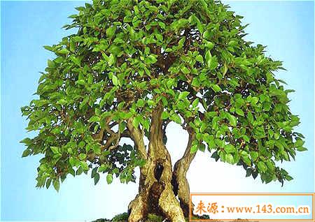 家居阳台风水植物