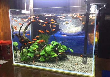 家中鱼缸摆放风水禁忌