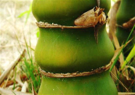 客厅放什麽植物旺财 客厅放什麽植物旺财