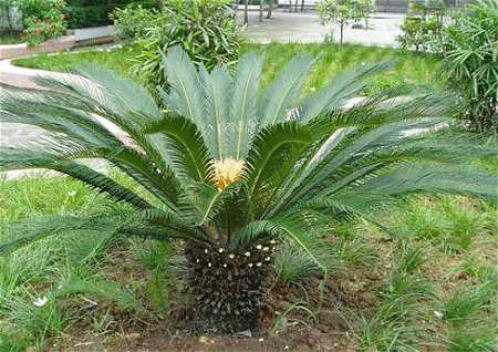 客厅放什麽植物旺财 客厅放什麽植物旺财