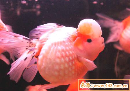 观赏鱼与风水