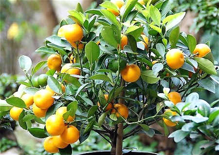 客厅放什麽植物旺财 客厅放什麽植物旺财