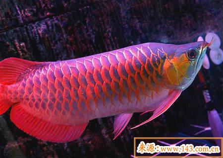 观赏鱼与风水