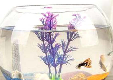 家中鱼缸摆放风水禁忌