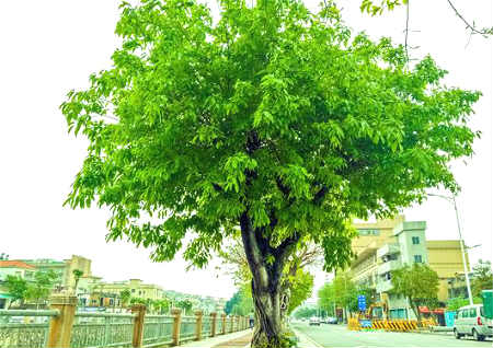 厂里面种植什麽风水好