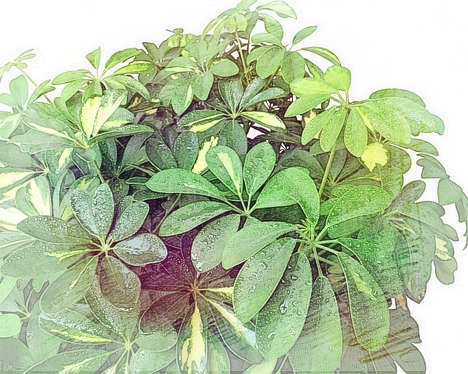发财树摆在什麽地方风水好