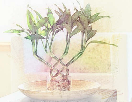 风水客厅放什麽植物好
