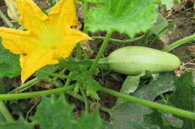 八字命理:盲人断命的金钥匙