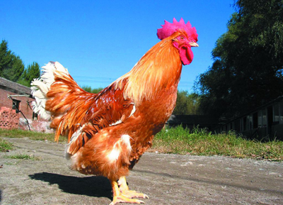 八字命理:盲人断命的金钥匙