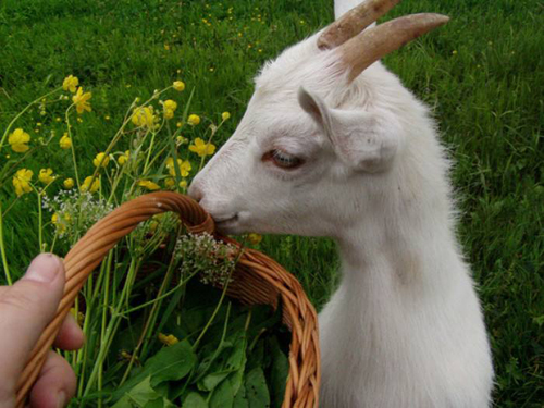 八字命理:盲人断命的金钥匙