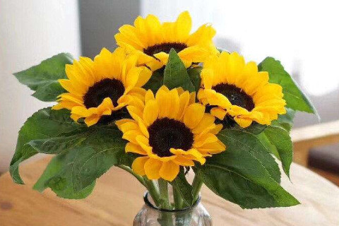 八字里有比肩劫财的女人好吗