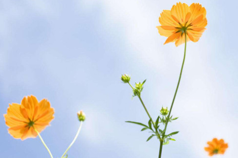 农历六月二十二日出生的人命运如何