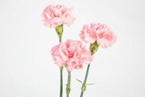 财官双美八字的女人姻缘好