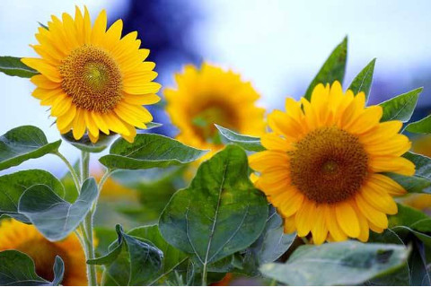 比肩劫财的女人八字分析