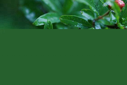 2020农历闰四月的鼠宝宝好吗,闰四月出生的人命运歌诀(图文)