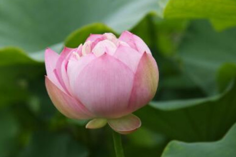 农历六月二十五日出生的人运势如何