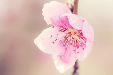 免费八字算爱情桃花运