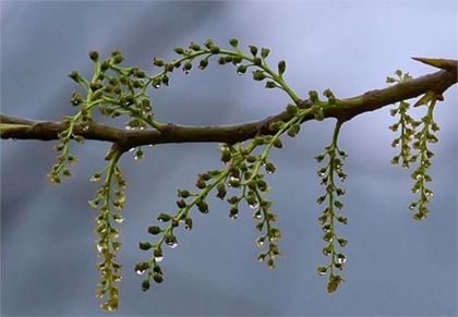 2020今日清明节安葬逝者好吗,清明节为什么又叫鬼节？(图文)