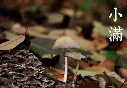 2020年阴历四月廿七-小满前一天开业好吗,小满三候解析！(图文)