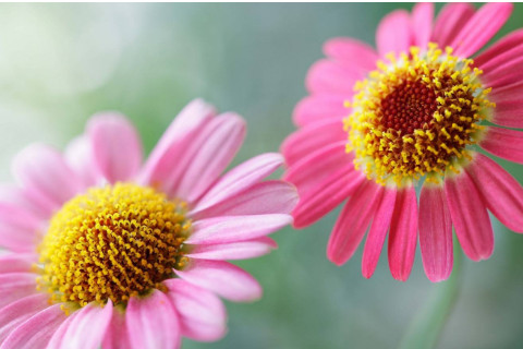 容易红杏出墙的女人八字