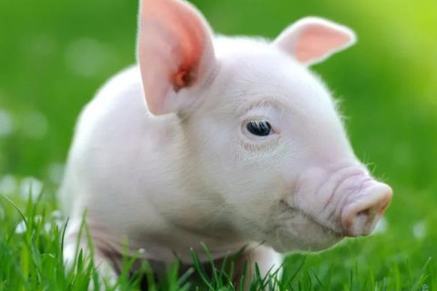 属猪什么时辰出生最好?