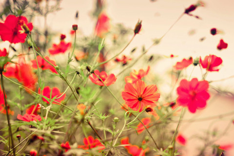 农历初七出生的人命运如何