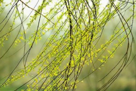 八字运算中杨柳木命是代表着什么意思?