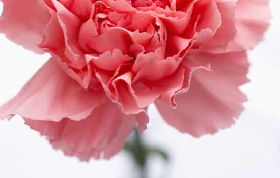 2020年5月10日母亲节日子好不好,今天出行出远门好吗？(图文)