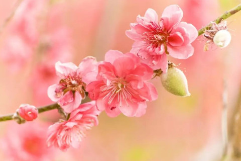命带桃花的女人八字特征