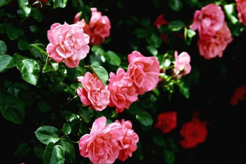 农历六月二十二日出生的人运势分析