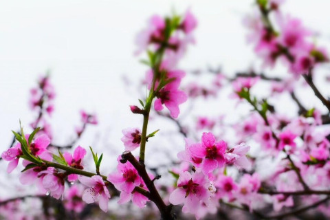 八字带桃花怎么看  八字带桃花的女人怎么样