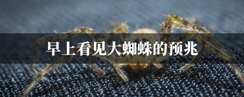 早上看见大蜘蛛的预兆