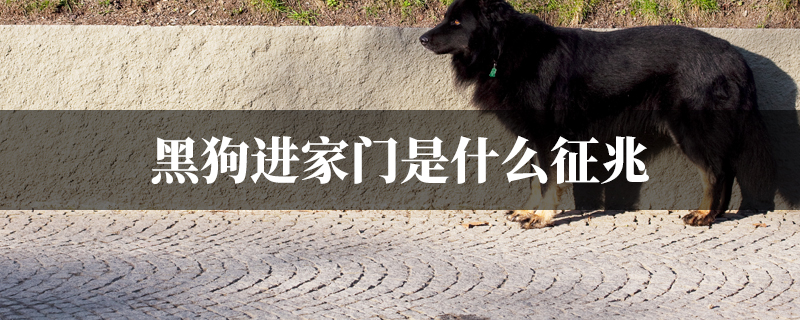 黑狗进家门预示什麽