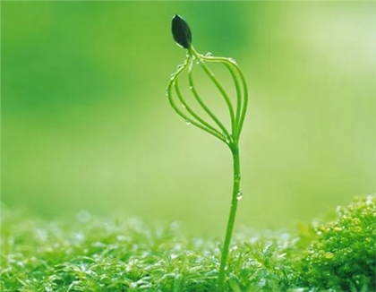 立春不能吃什么,为什么2020鼠年春节不是在立春？(图文)