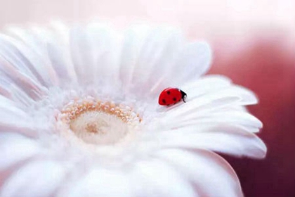 2020年农历二月十六出生女孩是什么命,今天出生是双鱼座吗？(图文)