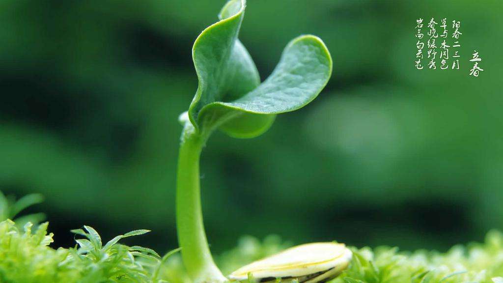 2020年立春的具体时间介绍 2020年哪天是立春?(图文)