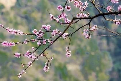 2020年2月4日立春结婚好吗,2020年鼠年是不是双春年？(图文)