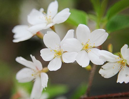 2020年二月二十七春分搬家安床吉利吗,春分是什么意思？(图文)